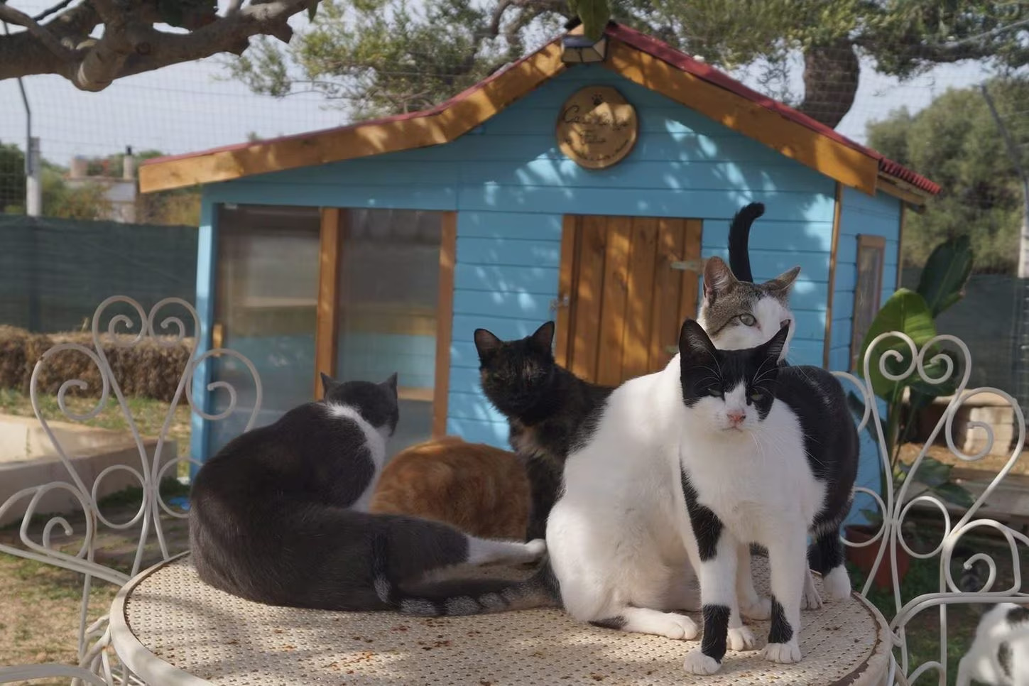 Gatos viviendo en libertad controlada